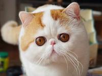 猫咪的呼噜
